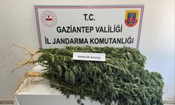 Jandarmadan uyuşturucu operasyonu