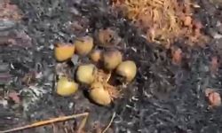 Otluk alandaki yangın zarar verdi