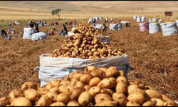 Soğan, patates zirveyi gördü