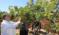 Antep Fıstığı’nda hasat zamanı