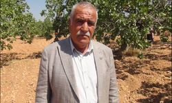 Fıstık üreticisi karşılığını almalı