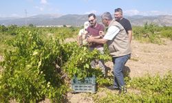 İslahiye'de Antep karası hasadı başladı