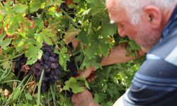 ‘Antep karası’nda hasat başladı