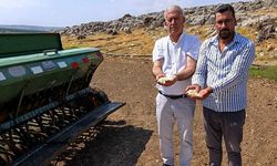 Araban sarımsağında yeni dönem
