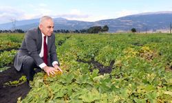Rektörün tarım hamlesi