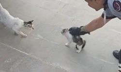 Yavru kediyi itfaiye kurtardı
