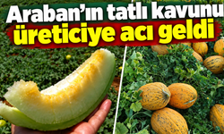 Araban'ın tatlı kavunu üreticiye acı geldi