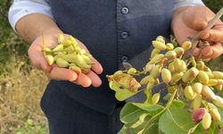 Doski Vadisi’nde 50 yıllık Antep fıstığı üretimi
