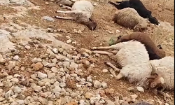 Küçükbaş hayvanlara yazık oldu