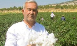 Pamuk alım fiyatları açıklandı