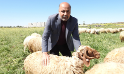Osman Türkman'dan kurt saldırısı uyarısı
