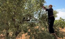 Kış sofralarının vazgeçilmezinde hasat başladı