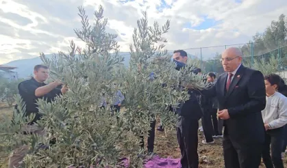 Zeytin fidanlarının geliri bağışlandı
