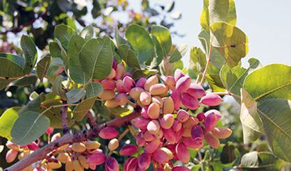Bereketin güçlü simgesi