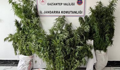 Evinde kenevir ekmiş
