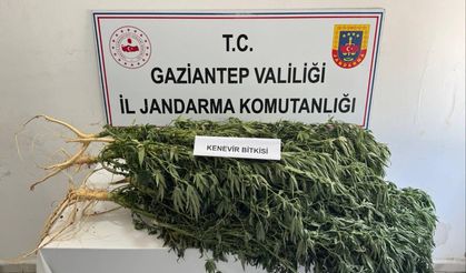 Jandarmadan uyuşturucu operasyonu