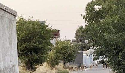 Oğuzeli’nde başıboş köpek tedirginliği