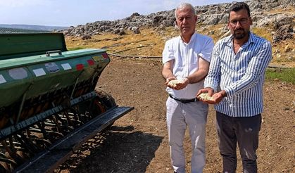 Araban sarımsağında yeni dönem