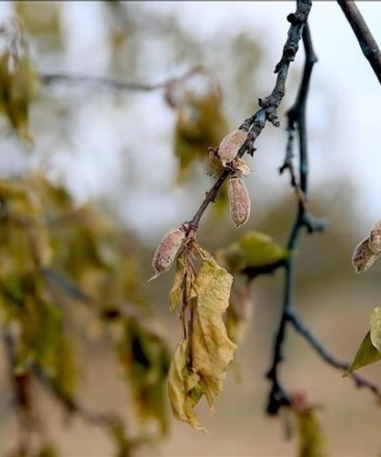 Üreticilere destek ödemesi