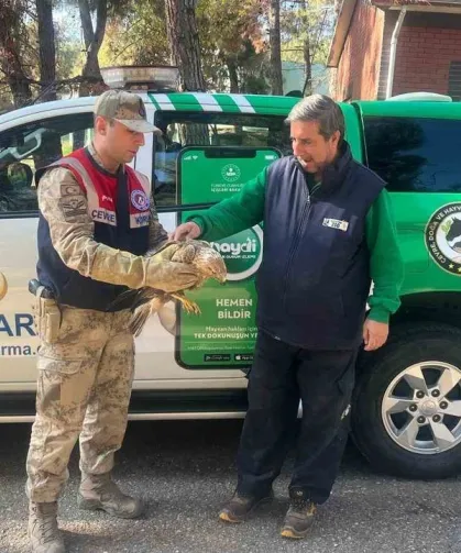 Yaralı kartal, tedavi altına alındı