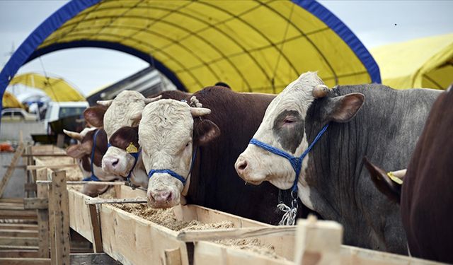 Sizce hayvan ithalatında Dünyada kaçıncıyız?