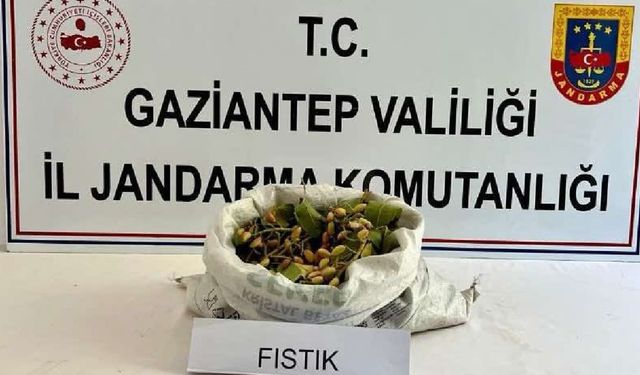 Fıstık hırsızlığına suçüstü