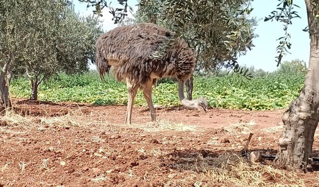 Sınırdan bu defa deve kuşu geçti