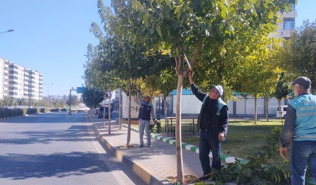 Nizip’te ağaç budama çalışması