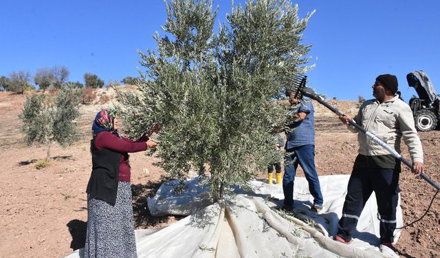 Zeytin hasadı başladı