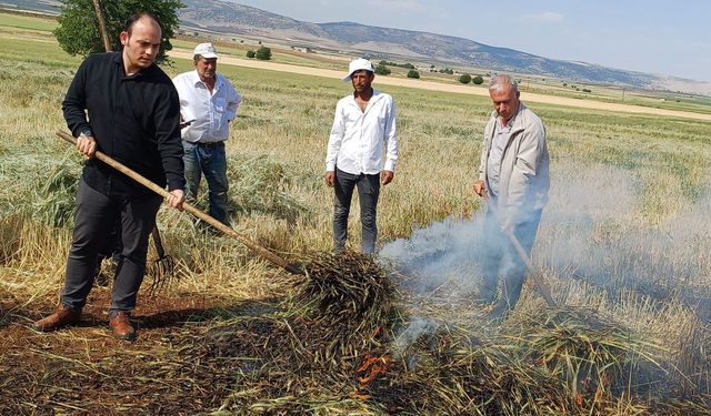 Araban Ovası'nda firik sezonu başladı