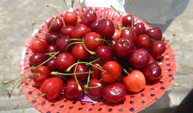 Kiraz hasadı başladı
