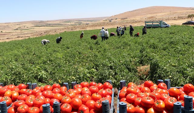 Salçalık domatesin adresi belli oldu