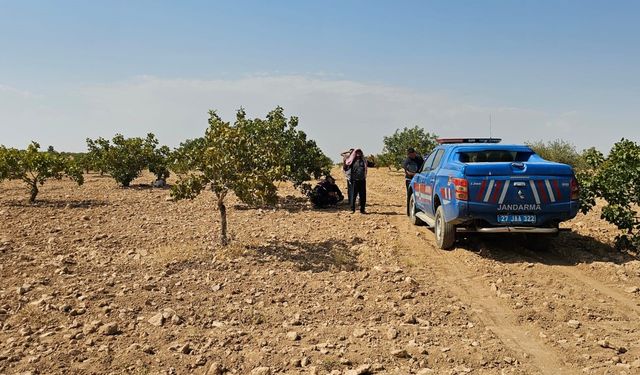 Fıstık hasadı ölümle bitti