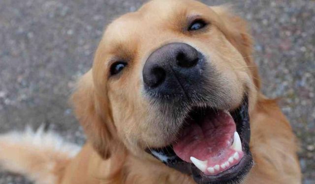 Eğitilmiş köpeklerden şaşırtan başarı