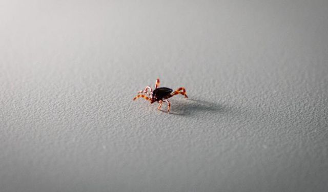 Kene kentte değil, kırsalda tehlikeli