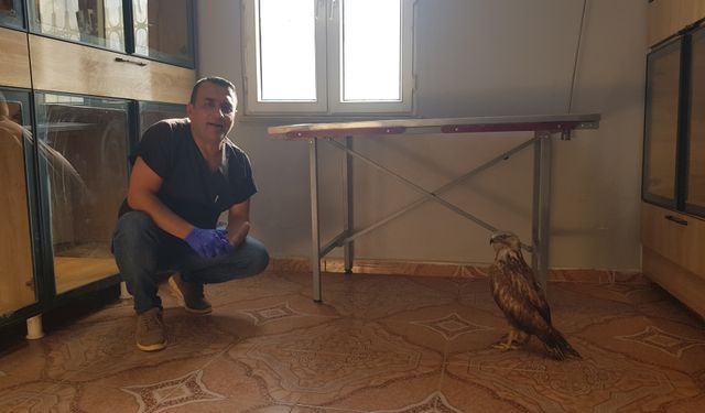Kızıl şahini veteriner sahiplendi