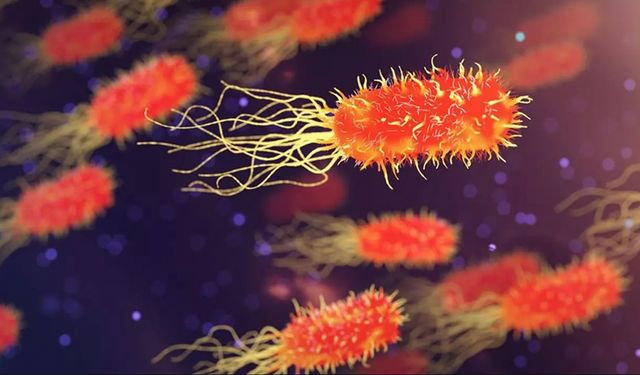 Bakanlıktan 'vibrio' açıklaması