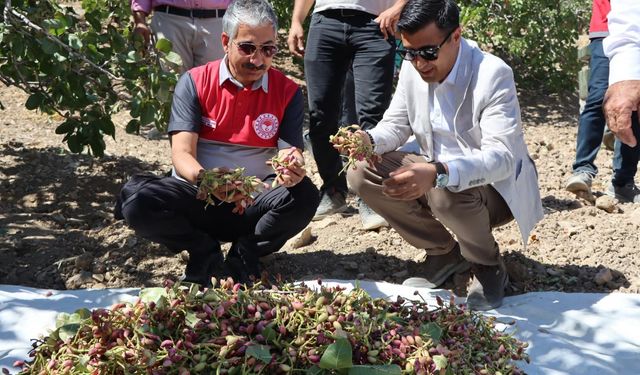 Adıyaman’da fıstık hasadı