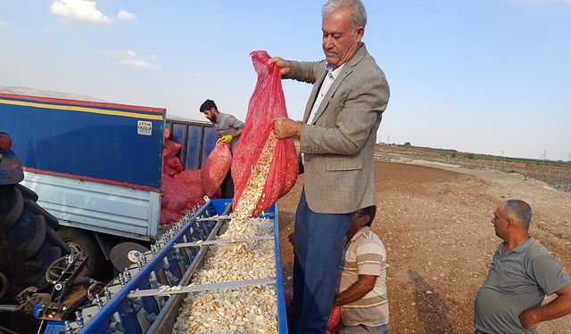 Araban sarımsağında ekim zamanı