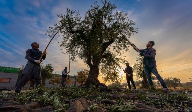 Yeşil altın hasadı başladı