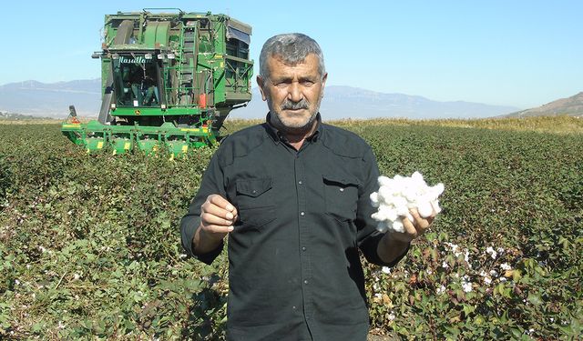 Pamuk hasadı başladı