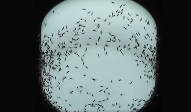 Nerden çıktı bu üvezler?