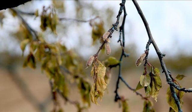 Üreticilere destek ödemesi