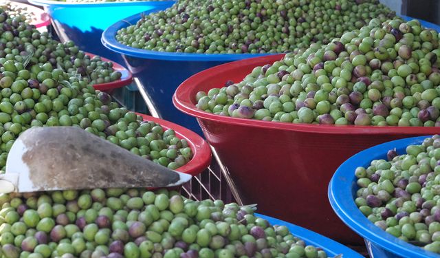 Yeşil zeytinde fiyat değişmedi