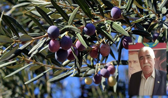 Zeytin'de yüzde 50 kayıp var