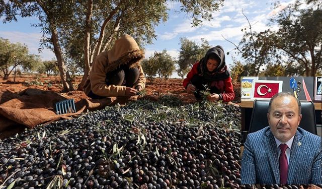 Bu gidişle zeytin ve fıstık ağaçları kuruyacak
