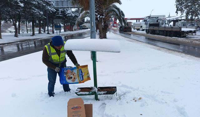 Sokak hayvanları için yiyecek bırakıldı
