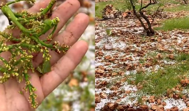 Dolu fıstık ağaçlarına zarar verdi