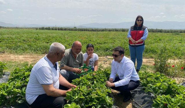 Hassa çileğinde hasad başladı