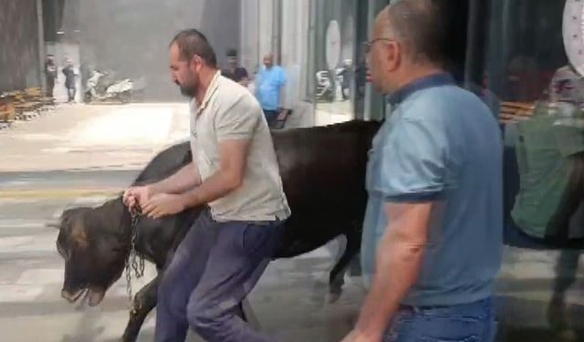Kaçan dana acil servisi birbirine kattı